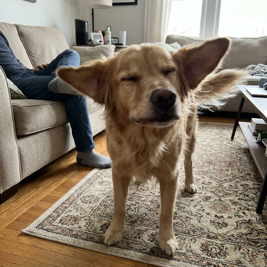 Chien qui secoue la tête